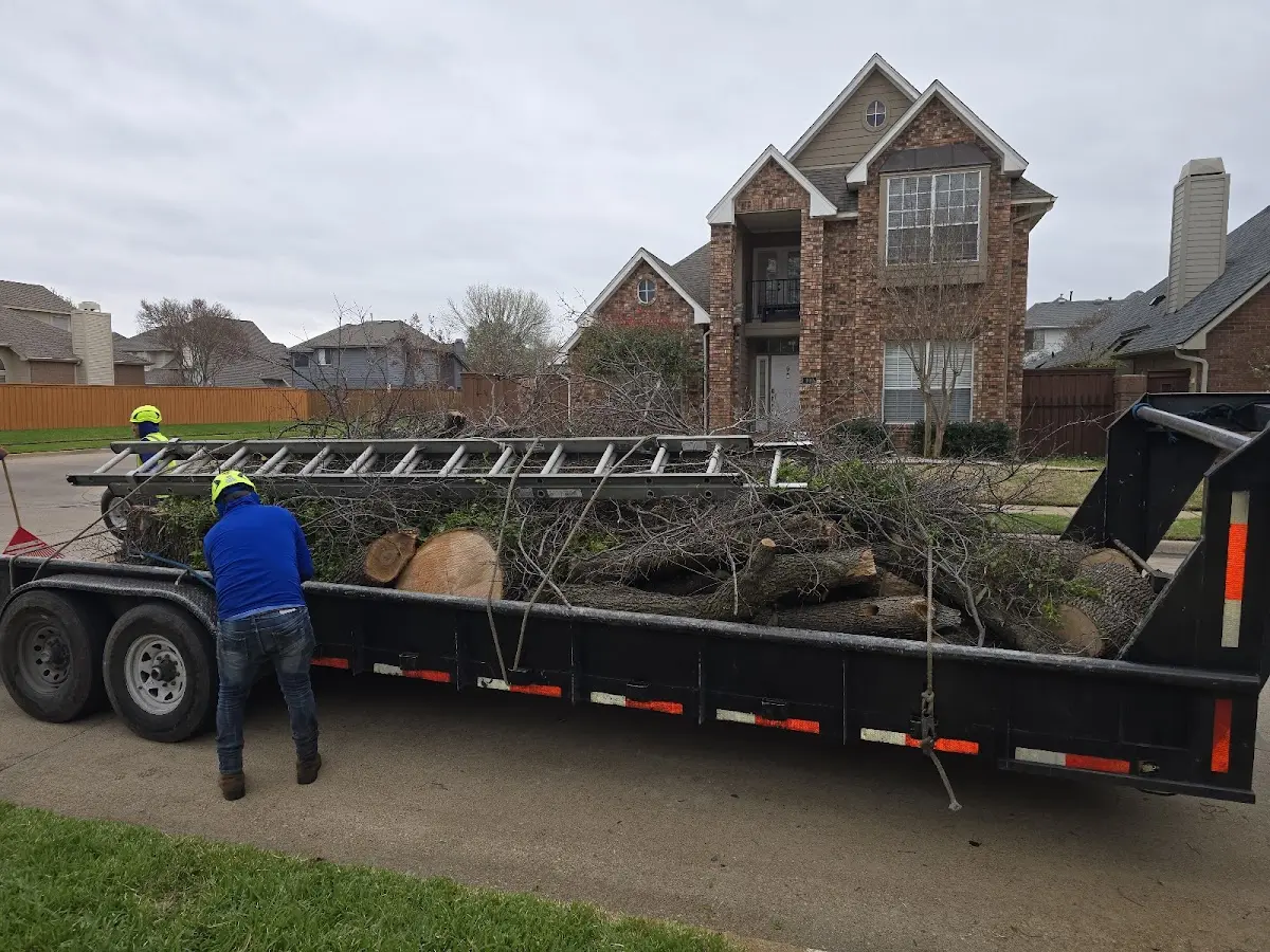 Expert Tree Removal with proper safety equipment in Presque Isle